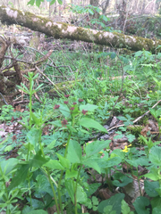 Thaspium trifoliatum