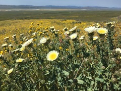 Malacothrix coulteri