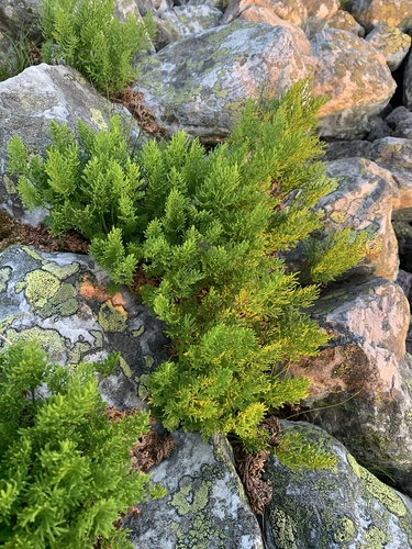 parsley fern