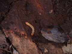 Dendroides canadensis