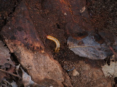 Dendroides canadensis