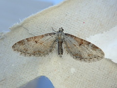 Eupithecia nevadata
