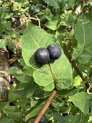 Lonicera nigra, photograph author not stated, no rights reserved