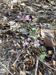 Cardamine douglassii
