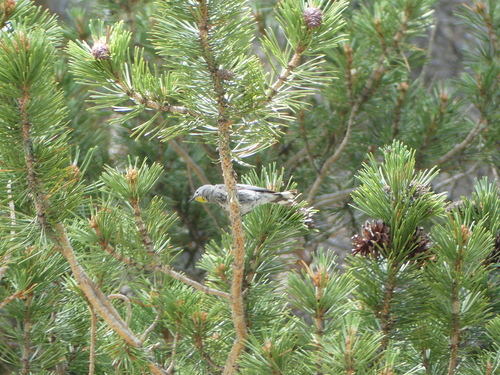 iNaturalist observation photo of Yellow-rumped Warbler