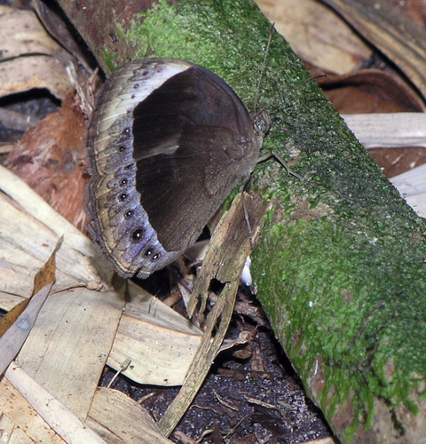 Large White-bar Bushbrown