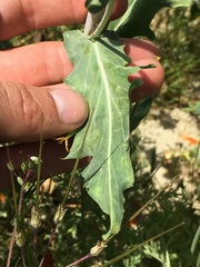 Malacothrix coulteri