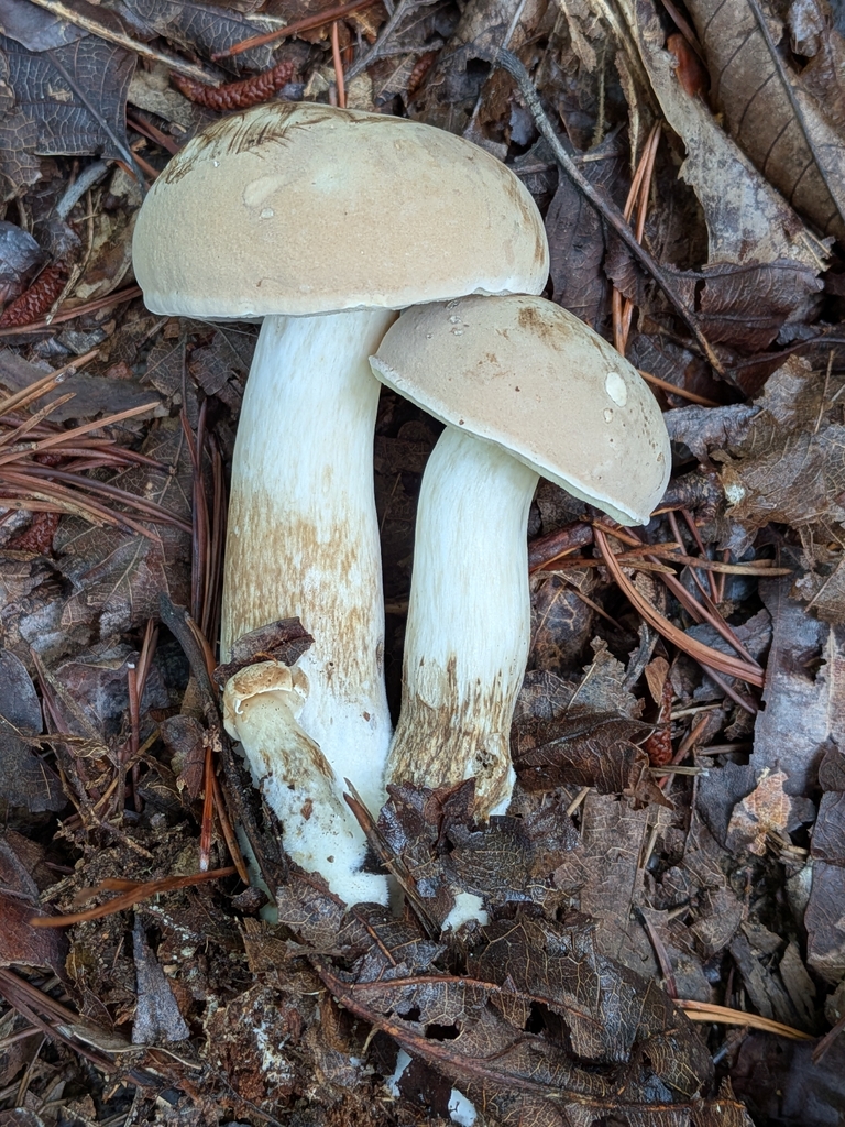pallid bolete · July 2026 · photo: Photo: no rights reserved · iNaturalist