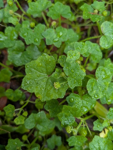 Hydrocotyle bowlesioides observed 2026-07-18