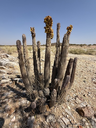 Kunene Hoodia