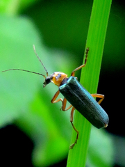 Lycocerus