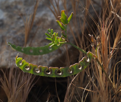 Hippocrepis unisiliquosa