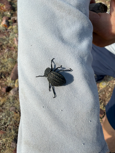 Philolithus sordidus