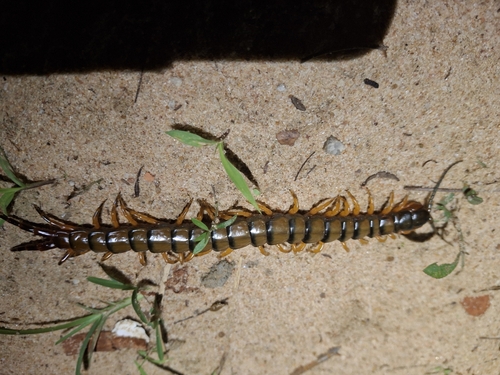 African Giant Centipede