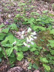 Cardamine diphylla