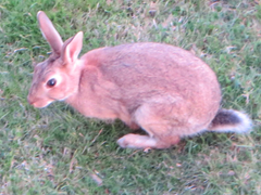 Oryctolagus