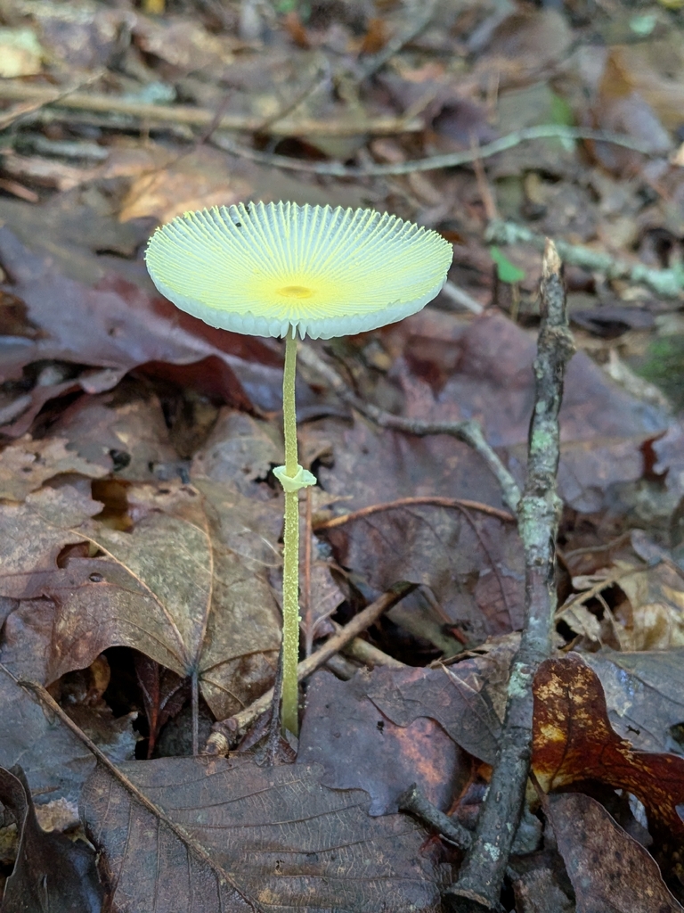 Fragile Dapperling · July 2026 · photo: Photo: no rights reserved · iNaturalist