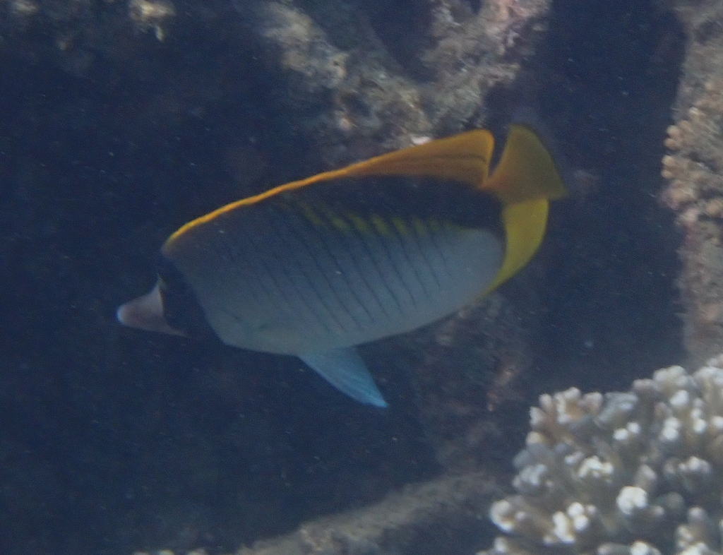 Lined butterflyfish