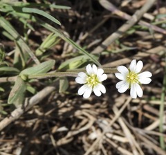 Cerastium strictum