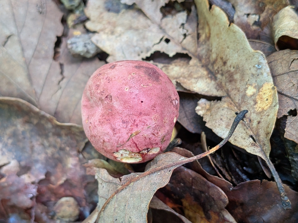 Butyriboletus roseopurpureus · July 2026 · photo: Photo: no rights reserved · iNaturalist