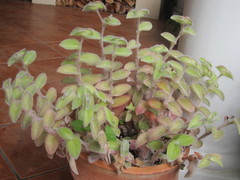 Tradescantia sillamontana