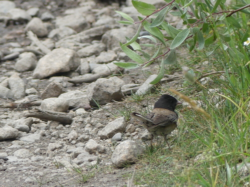 iNaturalist observation photo of Dark-eyed Junco