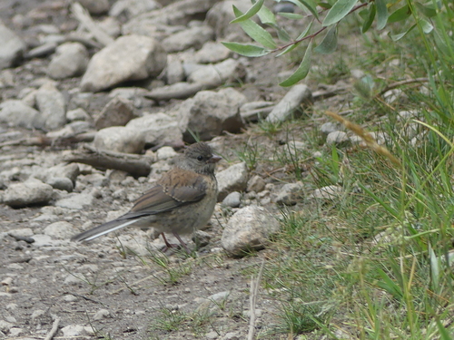iNaturalist observation photo of Dark-eyed Junco