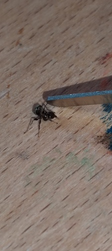 Small-headed tree ant