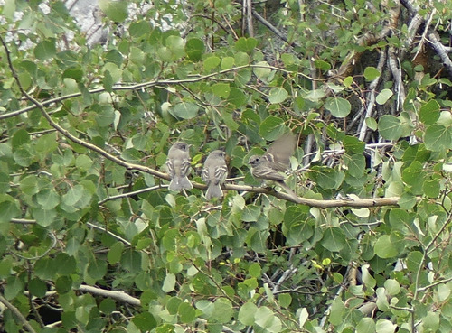 iNaturalist observation photo of Empidonax Flycatchers
