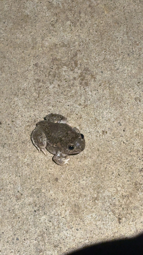 Plains Spadefoot