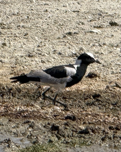 Blacksmith Lapwing