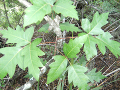 Toxicodendron pubescens