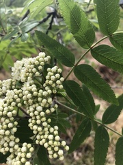 Sorbus aucuparia