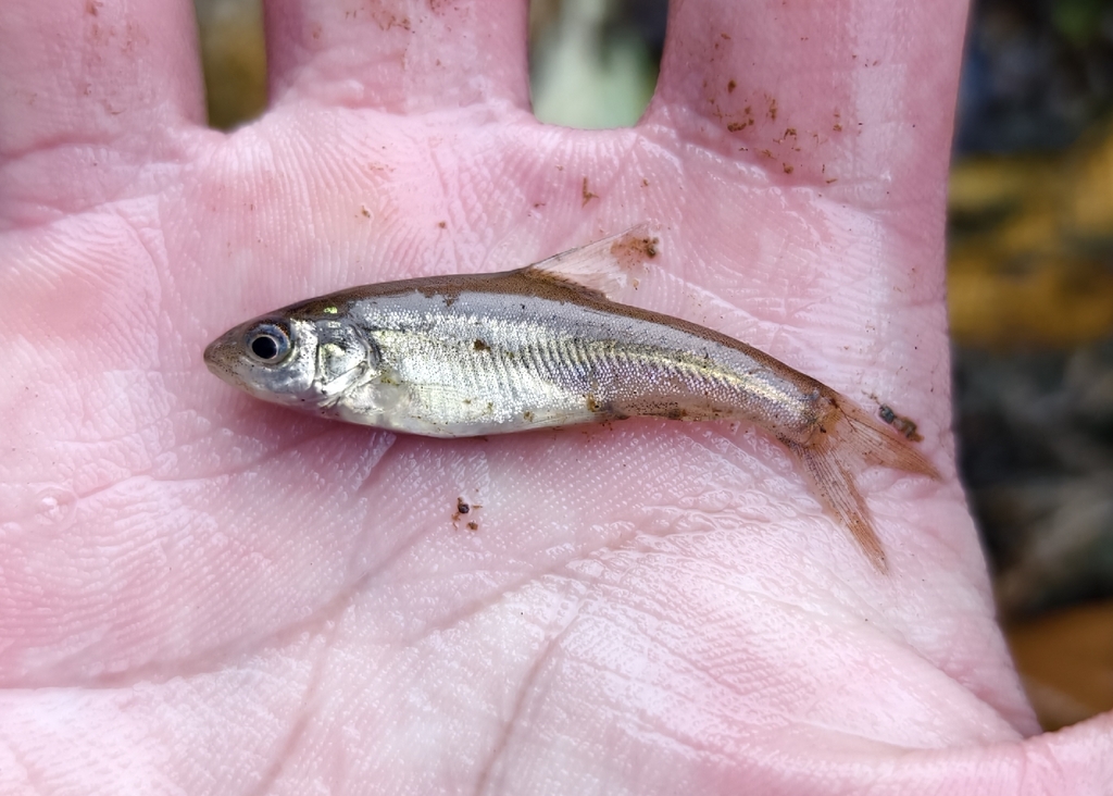 Goudlijn-grotbarbeel (Sinocyclocheilus grahami) — Cyprinidae