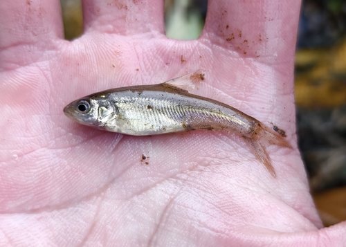 Goudlijn-grotbarbeel (Sinocyclocheilus grahami) — Cyprinidae