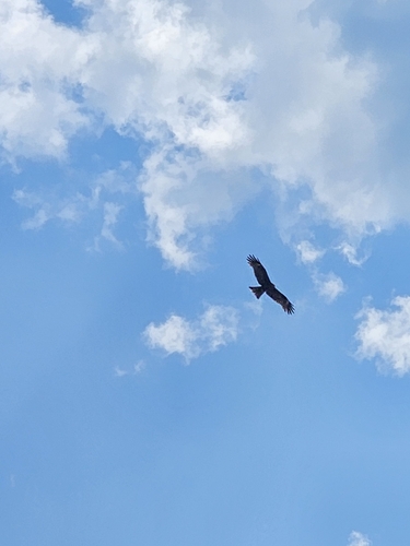 Black Kite