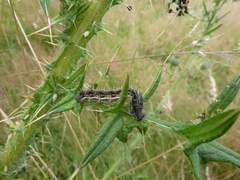 Vanessa cardui