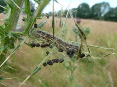 Vanessa cardui