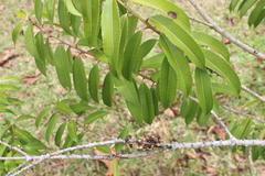 Ilex laurina