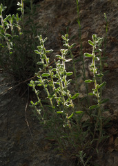 Chiliadenus iphionoides