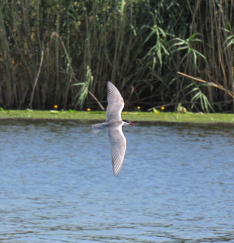 iNaturalist image