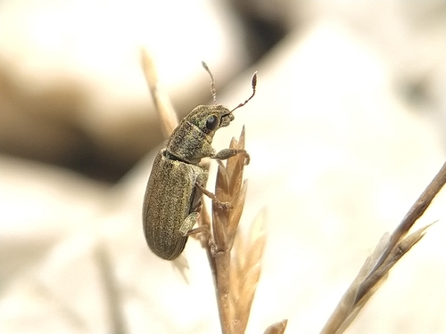 Pea Weevil