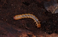 Dendroides canadensis