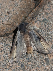 Xylena cineritia