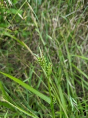 Carex granularis