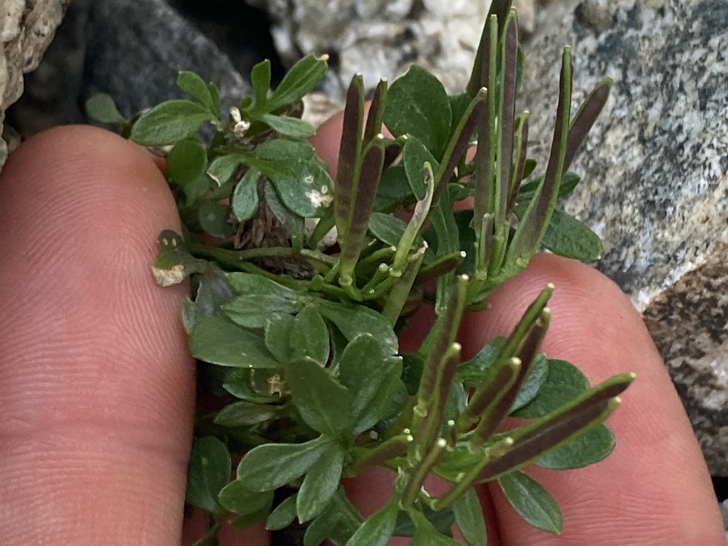 Cardamine resedifolia; photograph (c) Antoine MARNAT, some rights reserved (CC BY)