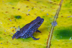 Rhinella margaritifera
