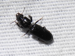 Clivina dentipes