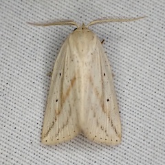 Amolita obliqua