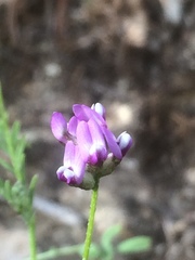 Astragalus didymocarpus